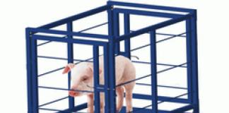 Вес вьетнамской свиньи по месяцам Сколько весит 6 месячный поросенок