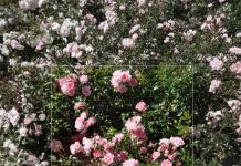 Почвопокровный сорт розовых роз «The Fairy