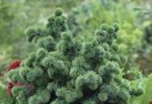 Миксы хвойные – как ухаживать за растениями Кипарисовик: другие сорта на фото