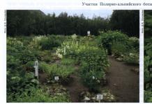 История развития ботанических садов
