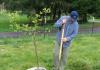 Выращивание абрикосового дерева: посадка, уход, размножение