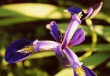 Цветы ирисы: фото растения с описанием видов и сортов