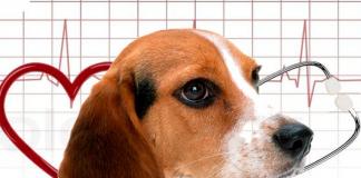 Основні хвороби серця у собак: симптоми та лікування Біль у серці у собаки