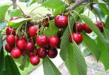 Плодово-ягодные деревья и кустарники: сорта с описанием
