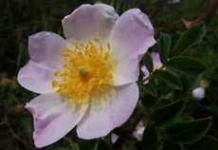 Сорта морщинистой розы (шиповник): названия и описание