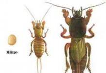 Насекомые. Разнообразие насекомых. Удивительные насекомые. Роль в природе насекомых, их практическое значение для человека К насекомым санитарам относятся