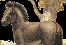 Foto e një kali Tarpan - përshkrimi i një kali Tarpan